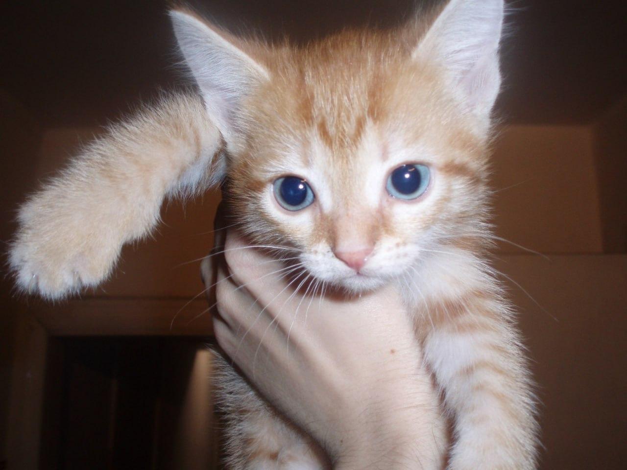 Фото В Новосибирске опубликованы кадры питомцев в День рыжего кота 5